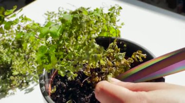 Ölü Maidenhair Fern 'i rengarenk bir makasla kesen bir adam, bahçe işlerine verilen ilgi ve ilgiyi vurguluyor.