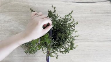 Ölü Maidenhair Fern 'i rengarenk bir makasla kesen bir adam, bahçe işlerine verilen ilgi ve ilgiyi vurguluyor.