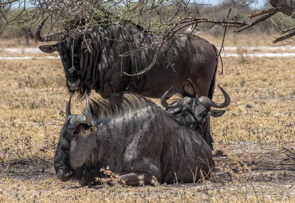 Wildebeest Connochaetes Egy Árnyékában Botswana — Stock Fotó