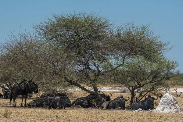 Gnous Connochètes Ombre Arbre Botswana — Photo