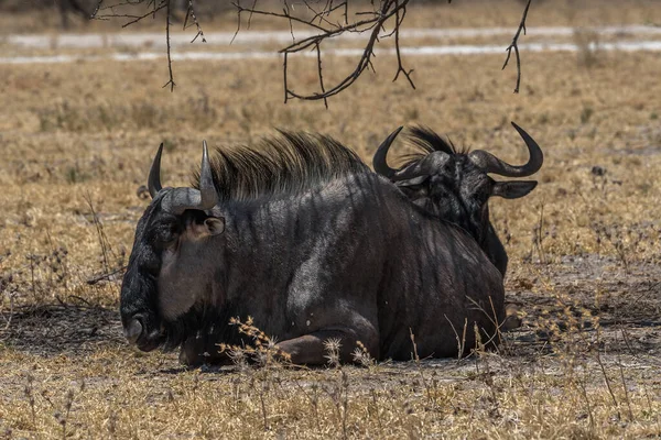 Wildebeest Connochaetes Cieniu Drzewa Botswana — Zdjęcie stockowe