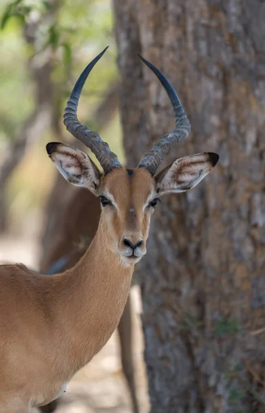 Impala Antilop Aepyceros Melampus Botswana Portréja — Stock Fotó