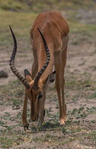 Porträt Einer Impala Antilope Aepyceros Melampus Botswana — Stockfoto