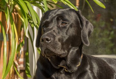 Portrait of an older black labrador bitch