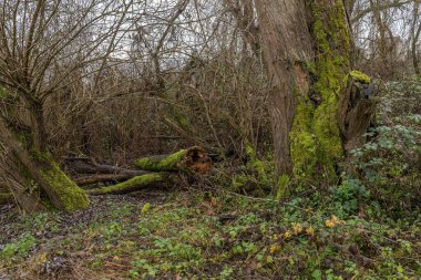 Aşağı ana nehirde çürük odunlu çürük ağaç, Almanya