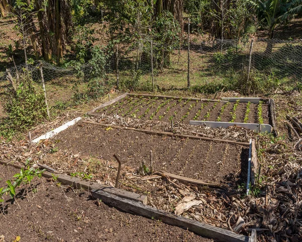 Young Coffee Plants Plantation Bouquete Panama — Stockfoto