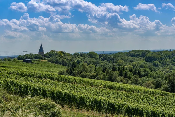 Floersheimer Warte Viewpoint Vineyards Wicker — Stockfoto
