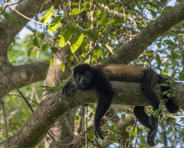 Howler Monkey Branch Rainforest Panama — Stock Photo, Image