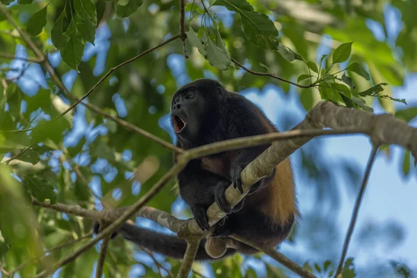 Der Brüllaffe Auf Einem Ast Regenwald Von Panama — Stockfoto