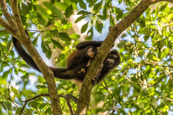 Singe Hurleur Sur Une Branche Dans Forêt Tropicale Panama — Photo