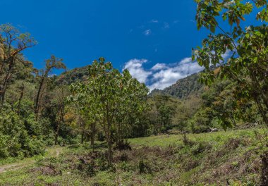Volkan Baru Ulusal Parkı 'ndaki manzara, Chiriqui, Panama