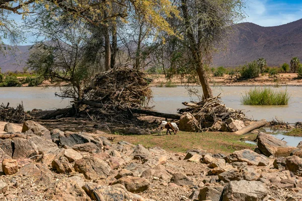 Krajina Březích Řeky Kunene Pohraniční Řeka Mezi Namibií Angolem — Stock fotografie