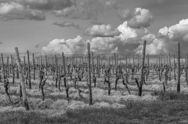 ドイツのヘッセ州 フロスハイム ウィッカー近郊のラインナウのブドウ畑 — ストック写真