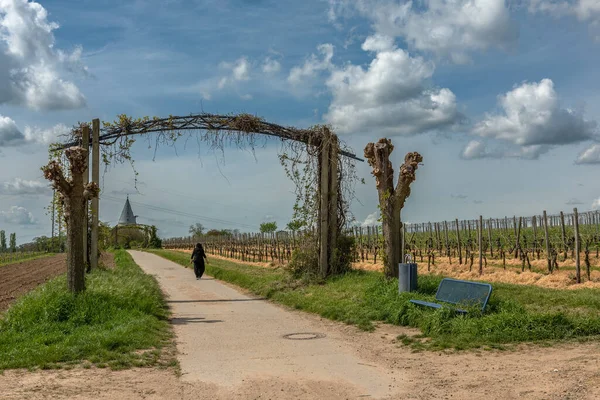 Floersheimer Warte附近的Rhein主区域公园葡萄园 — 图库照片