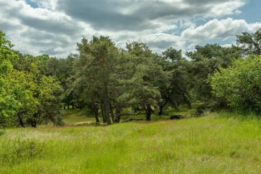 Schwanheimer Dune doğa rezervi Frankfurt, Hesse, Almanya