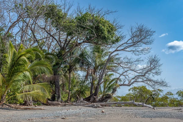 Praia Tropical Ilha Cebaco Panamá — Fotografia de Stock