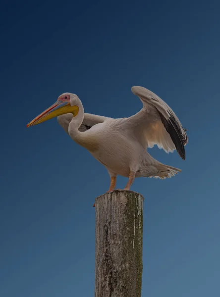 Nahaufnahme Des Weißen Afrikanischen Pelikans Pelecanus Onocrotalus Auf Blauem Hintergrund — Stockfoto