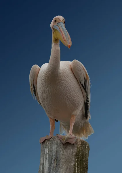 Close White African Pelican Pelecanus Onocrotalus Blue Background — Stock Photo, Image