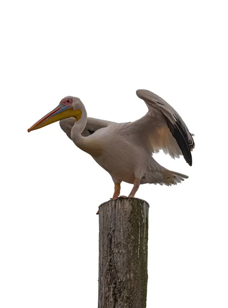 Nahaufnahme Des Weißen Afrikanischen Pelikans Pelecanus Onocrotalus Auf Weißem Hintergrund — Stockfoto