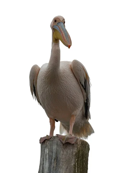 Nahaufnahme Des Weißen Afrikanischen Pelikans Pelecanus Onocrotalus Auf Weißem Hintergrund — Stockfoto