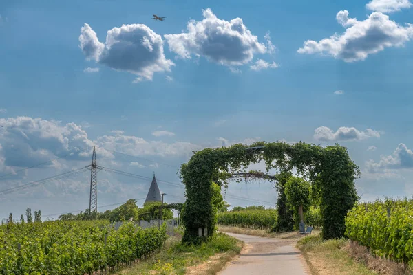 Wijngaarden Het Rhein Main Regional Park Bij Floersheimer Warte — Stockfoto