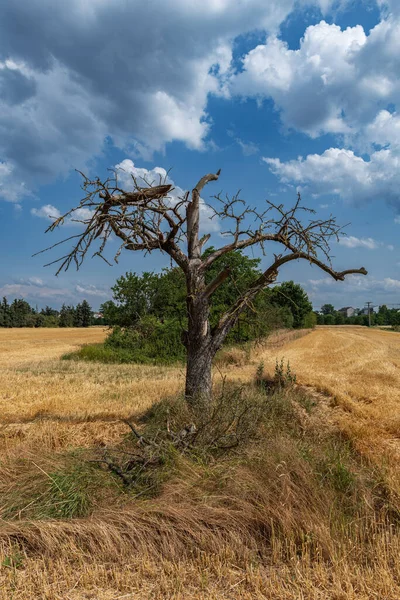刈られた小麦畑の端にある枯れ木 — ストック写真