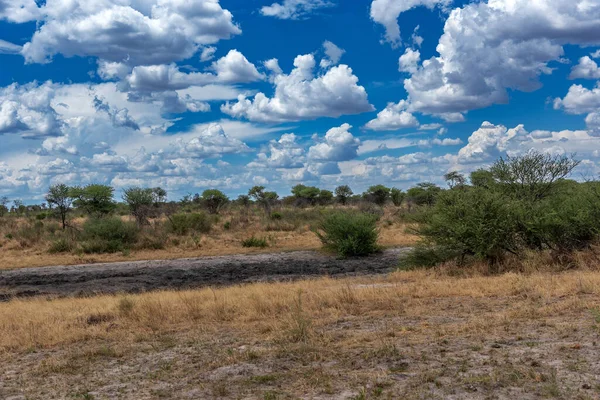 Landskap Khaudum National Park Namibia — Stockfoto