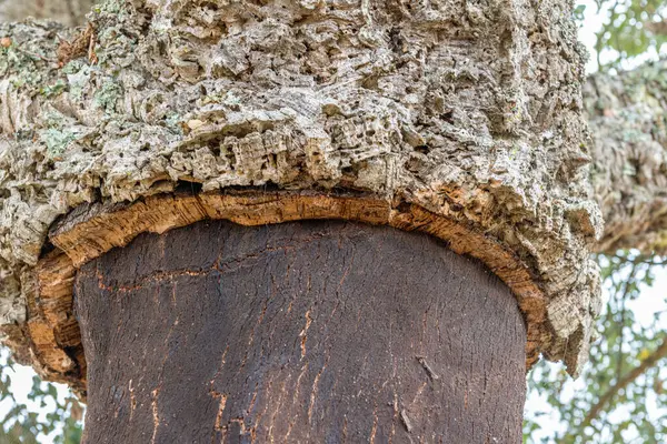 Peeled Bark Cork Oak — Stock Photo, Image