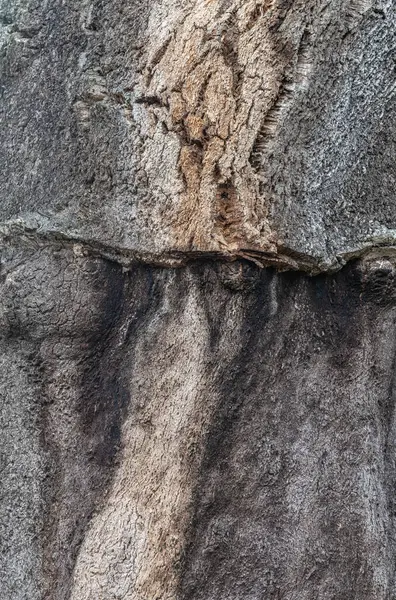 Peeled Bark Cork Oak — Stock Photo, Image