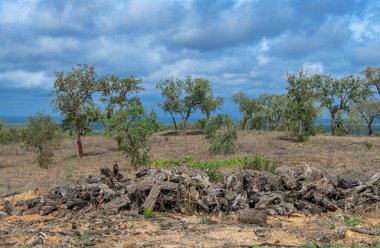 Portekiz 'in geleneksel mantar ağaçlı Alentejo manzarası
