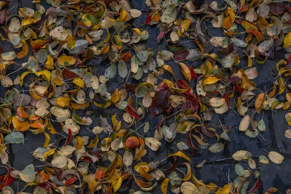 Colorful Autumn Leaves Cobblestones — Stock Photo, Image
