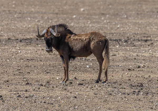 African Antelope Wildebeest Genus Namibia — Stock Photo, Image