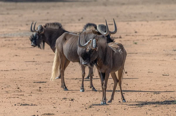 Afrikanische Antilope Aus Der Gnus Gattung Namibia — Stockfoto