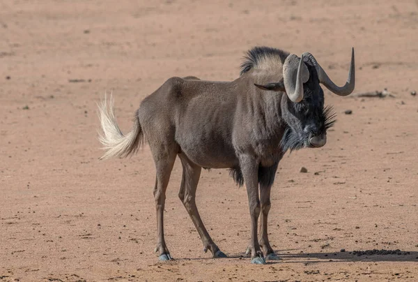 Afrikanische Antilope Aus Der Gnus Gattung Namibia — Stockfoto