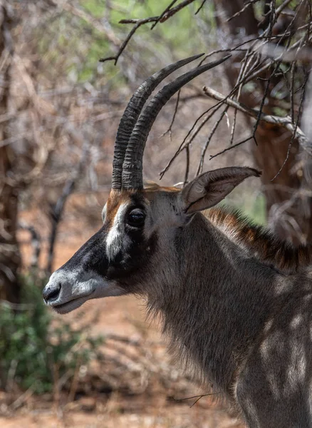 Antilop Sable Hippotragus Niger Coarne Magnifice Namibia Kopie — Fotografie, imagine de stoc
