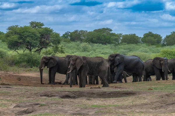 Słonie Parku Narodowym Bwabwata Caprivi Namibia — Zdjęcie stockowe