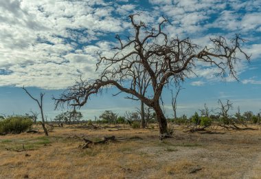 Okavango Deltası, Botswana 'daki Khwai Nehri boyunca kuru bir arazi.