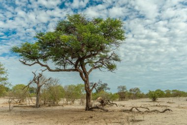 Okavango Deltası, Botswana 'daki Khwai Nehri boyunca kuru bir arazi.
