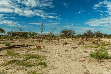 Okavango Deltası, Botswana 'daki Khwai Nehri boyunca kuru bir arazi.