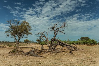 Okavango Deltası, Botswana 'daki Khwai Nehri boyunca kuru bir arazi.