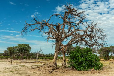 Okavango Deltası, Botswana 'daki Khwai Nehri boyunca kuru bir arazi.