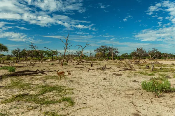 Okavango Deltası, Botswana 'daki Khwai Nehri boyunca kuru bir arazi.