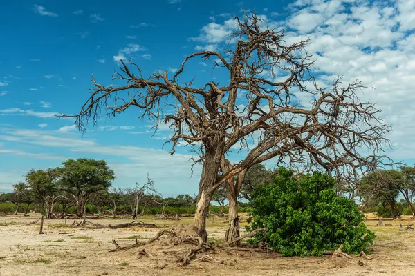 Okavango Deltası, Botswana 'daki Khwai Nehri boyunca kuru bir arazi.