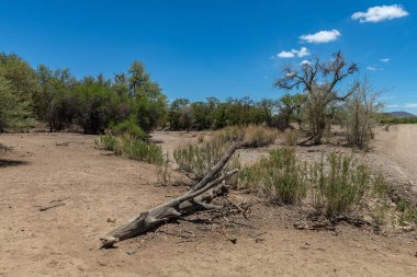 Ugab Nehri 'nin kuru nehir yatağı Damaraland, Namibya