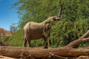 Desert elephant on the banks of the dry Ugab river, Namibia clipart