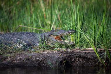 Nile crocodiles,Crocodylus niloticus, on the banks of the Kwando River, Caprivi, Namibia clipart