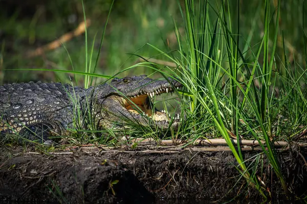 Κροκόδειλοι Του Νείλου Crocodylus Niloticus Στις Όχθες Του Ποταμού Kwando — Φωτογραφία Αρχείου