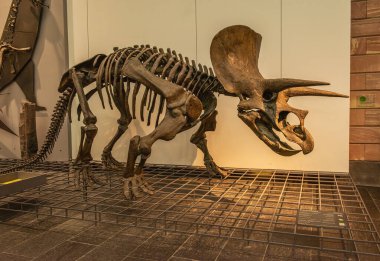 FRANKFURT AM MAIN, ALMANY-MARCH 09, 2022: Dinozor iskeletleri Senckenberg Müzesi, Frankfurt, Almanya