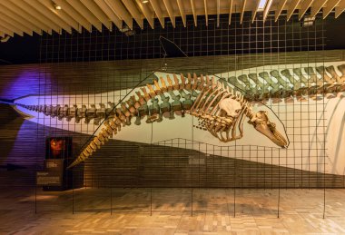 FRANKFURT AM MAIN, ALMANY-MARCH 09, 2022: Dinozor iskeletleri Senckenberg Müzesi, Frankfurt, Almanya