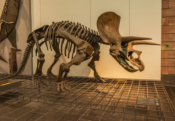 Frankfurt Main Tyskland March 2022 Dinosaur Skeletter Senckenberg Museum Frankfurt - Stock-foto # 